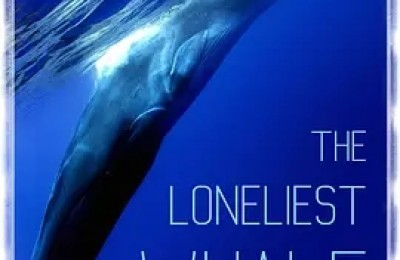最孤独的鲸：寻找52
